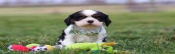 Cavalier King Charles Spaniel dogs for sale: Finn - Ad 8
