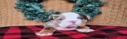 English Bulldog dogs for sale: Forrest - Ad 14