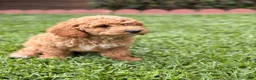 Toy Poodle dogs for sale: Toy Poodle 1 - named Coffee - Ad 5
