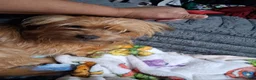 Yorkshire Terrier dogs for sale: Yorkshire Terrier 1 - Ad 2