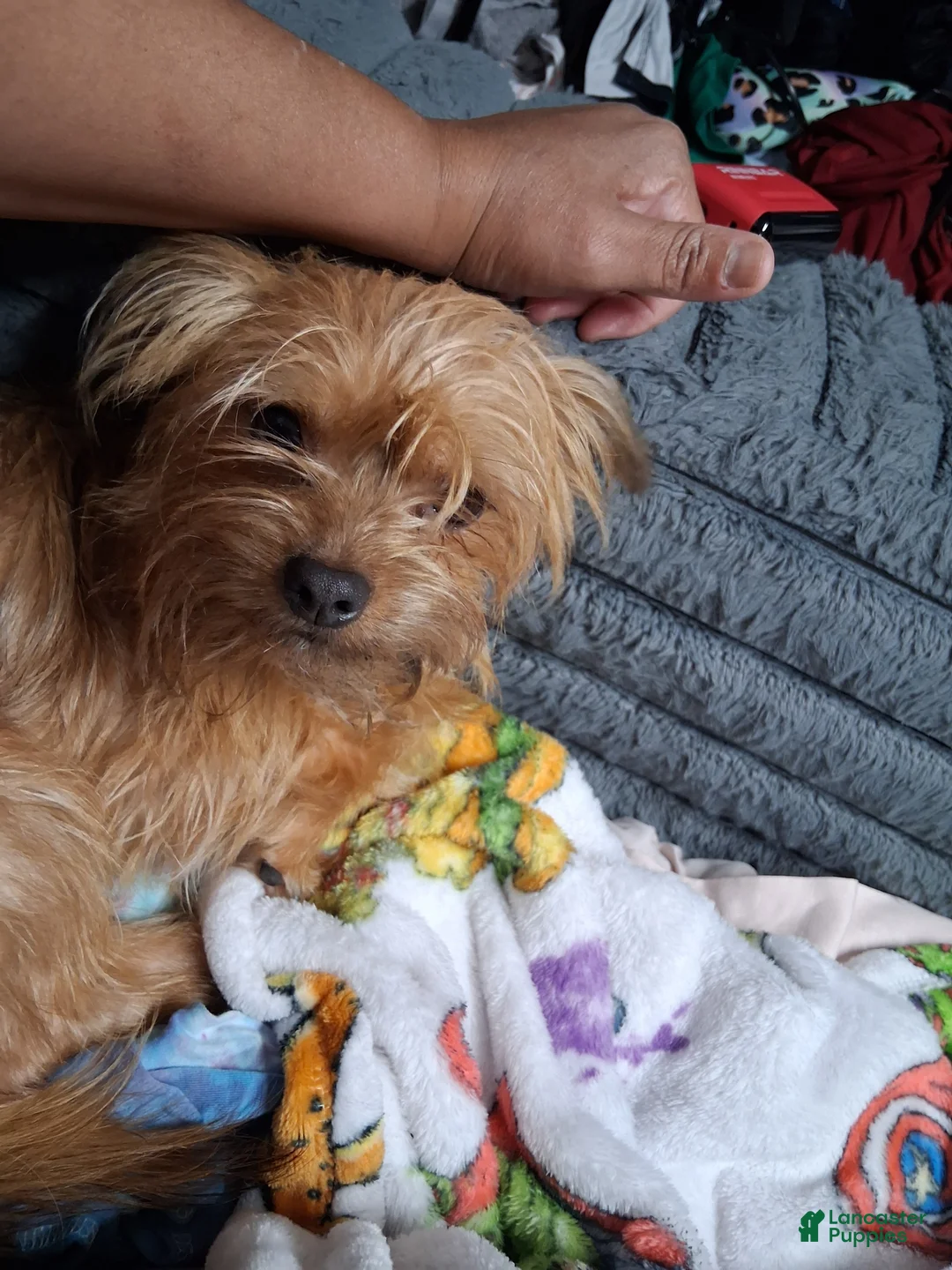 Yorkshire Terrier dogs for sale: Yorkshire Terrier 1 - Ad 2