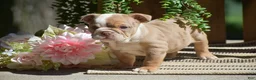 English Bulldog dogs for sale: Miley - Ad 7