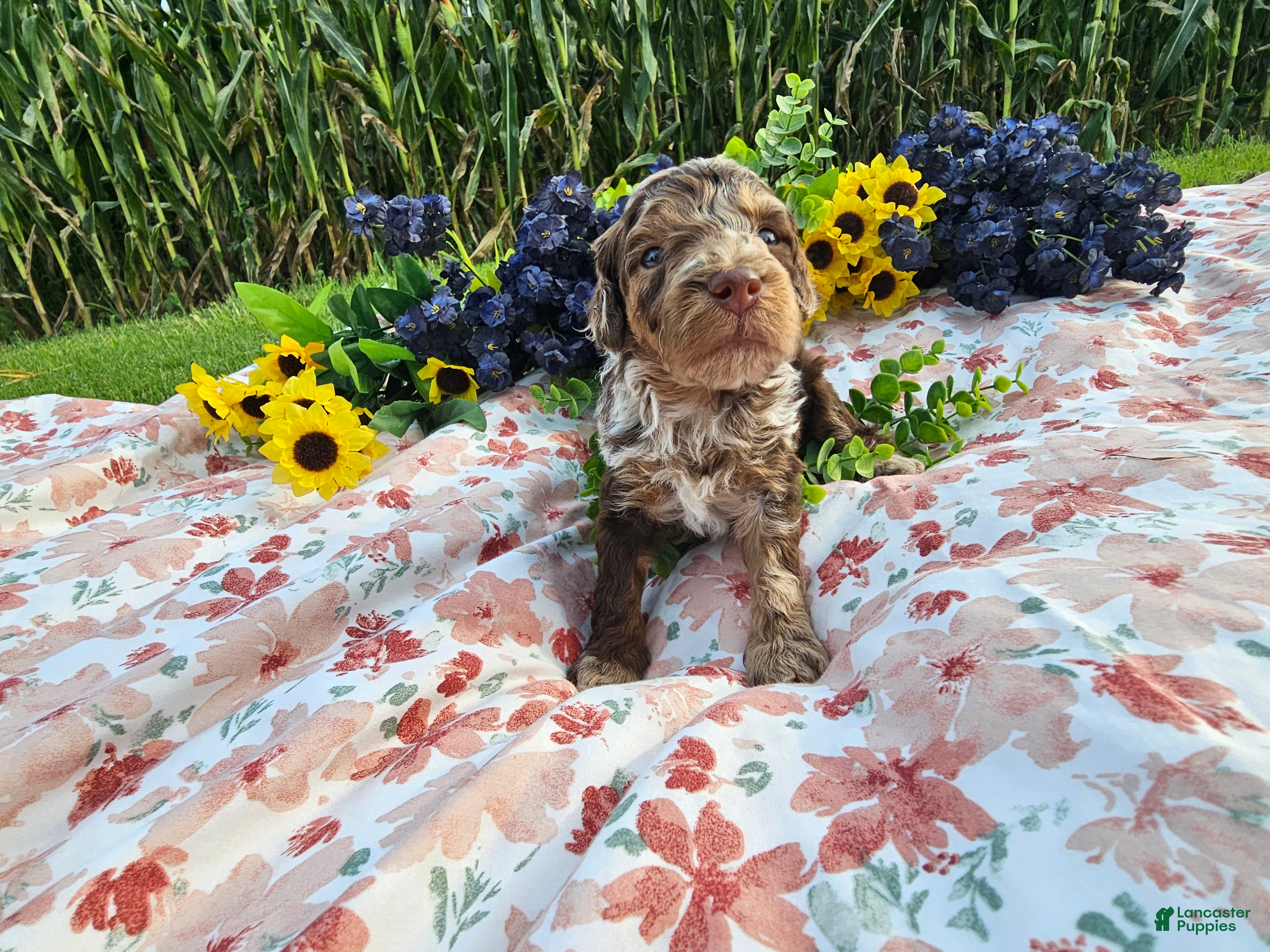Mini Goldendoodle dogs Saffron  - Ad 1