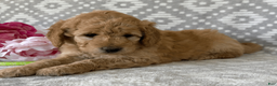 Goldendoodle dogs for sale: Iris - Ad 4