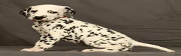 Dalmatian dogs for sale: Missy - Ad 6