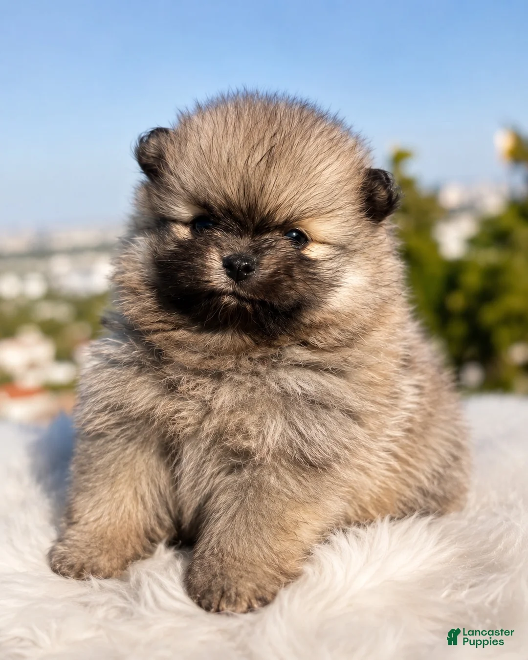 Pomeranian dogs for sale: Teddy - Ad 1