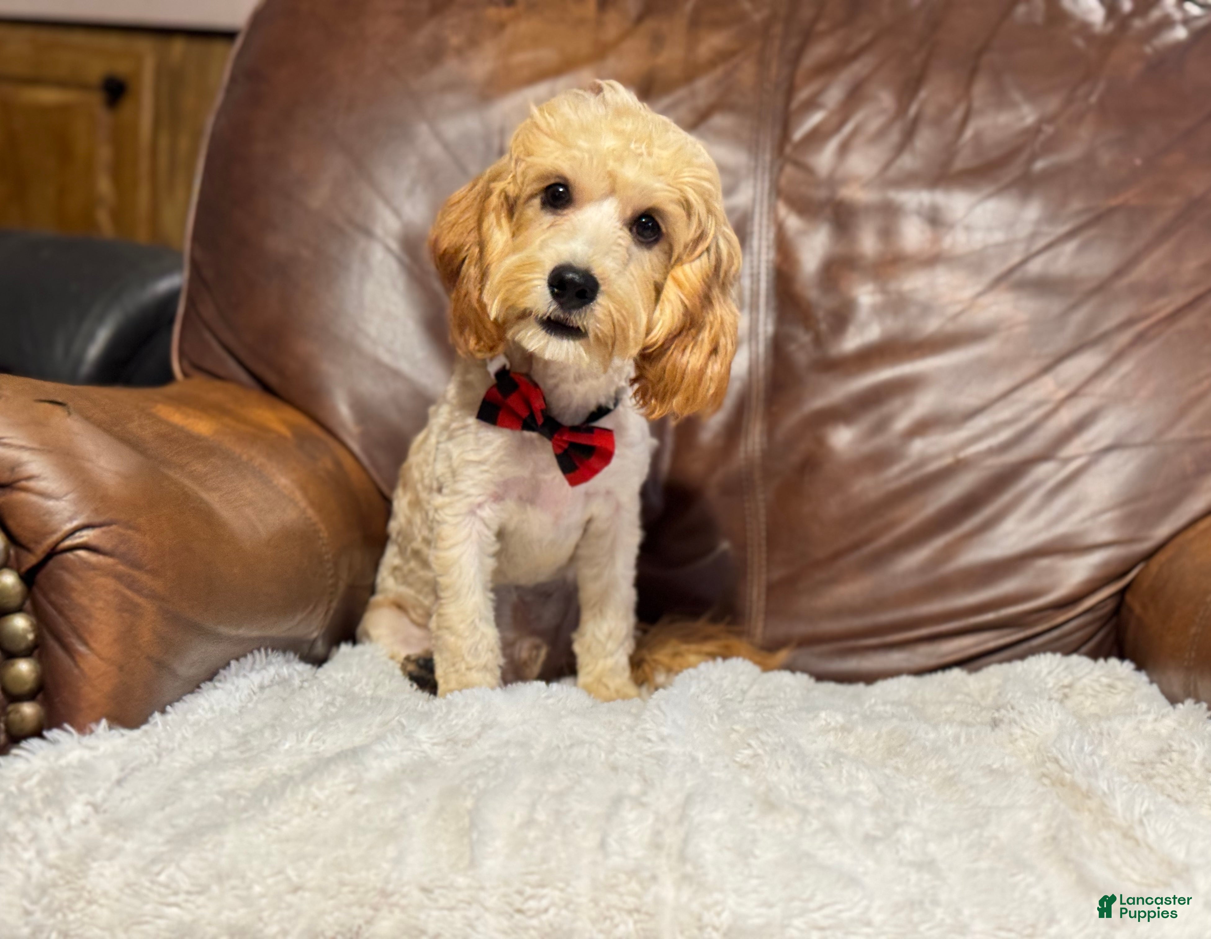 Cavapoo dogs Teddy  - Ad 40