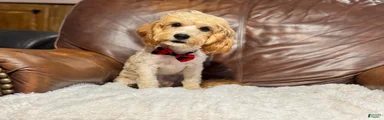 Teddy 