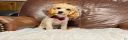 Cavapoo dogs for sale: Teddy  - Ad 1