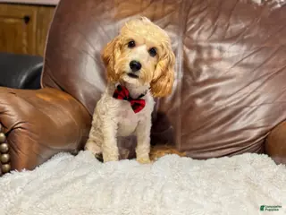 Cavapoo dogs Teddy - Ad 40