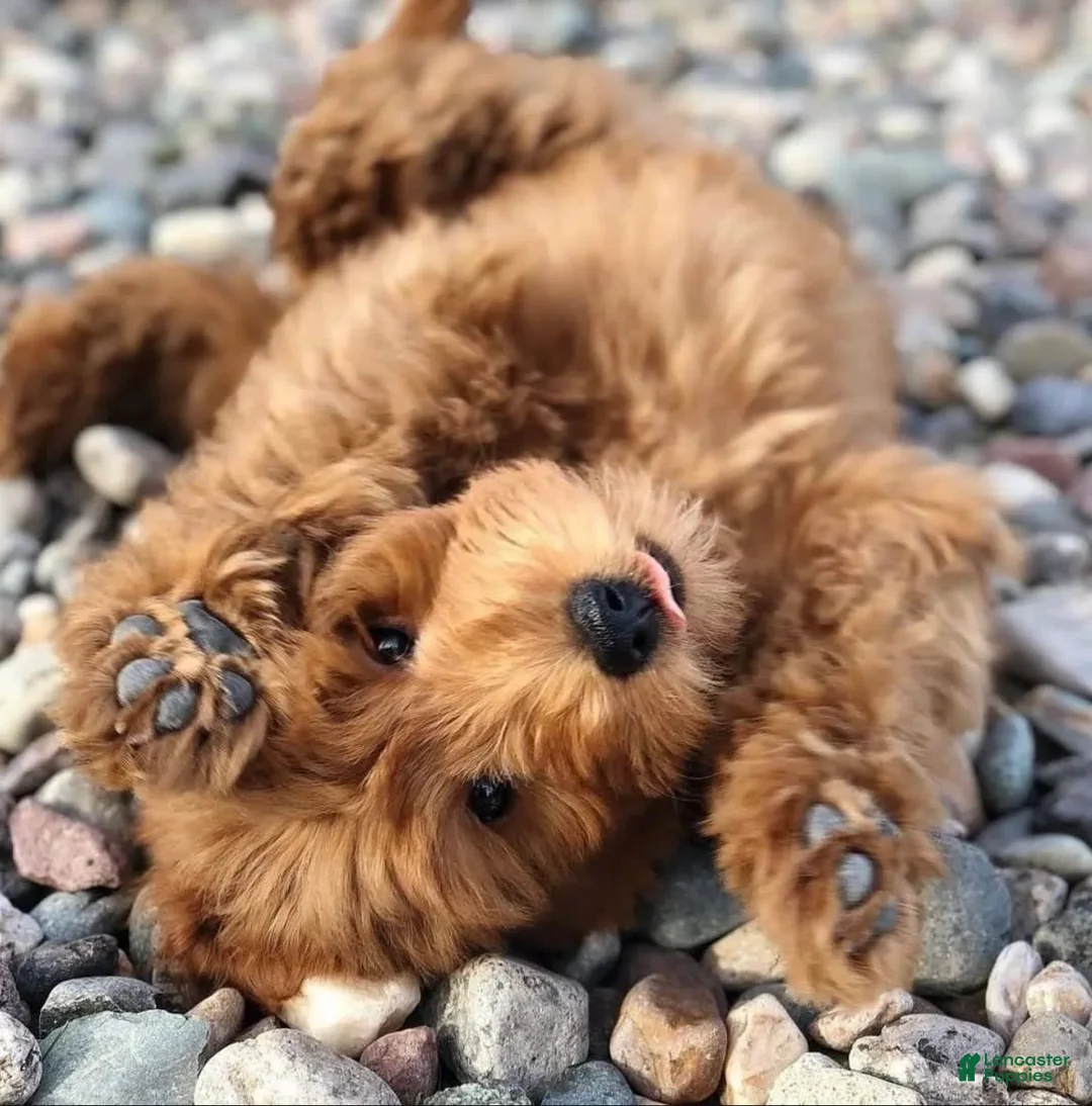 Gallery Image {{count}}