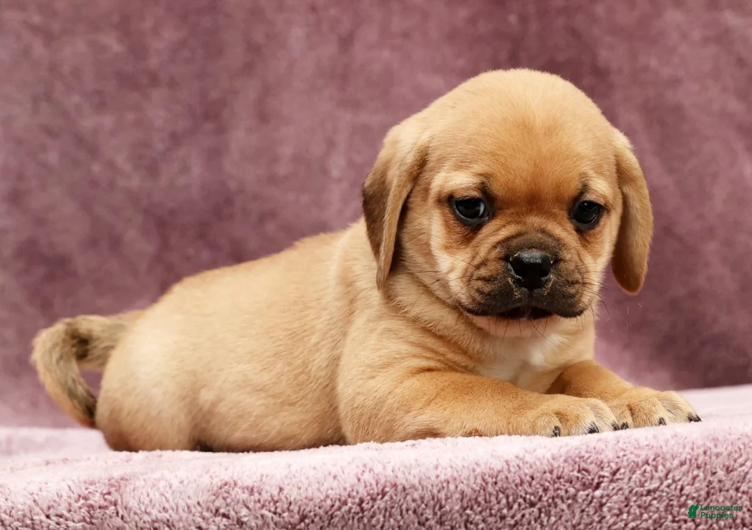 Puggle dogs for sale: Max - Ad 4