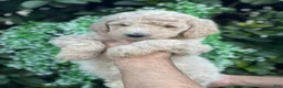 Goldendoodle dogs for sale: Sandy  - Ad 5