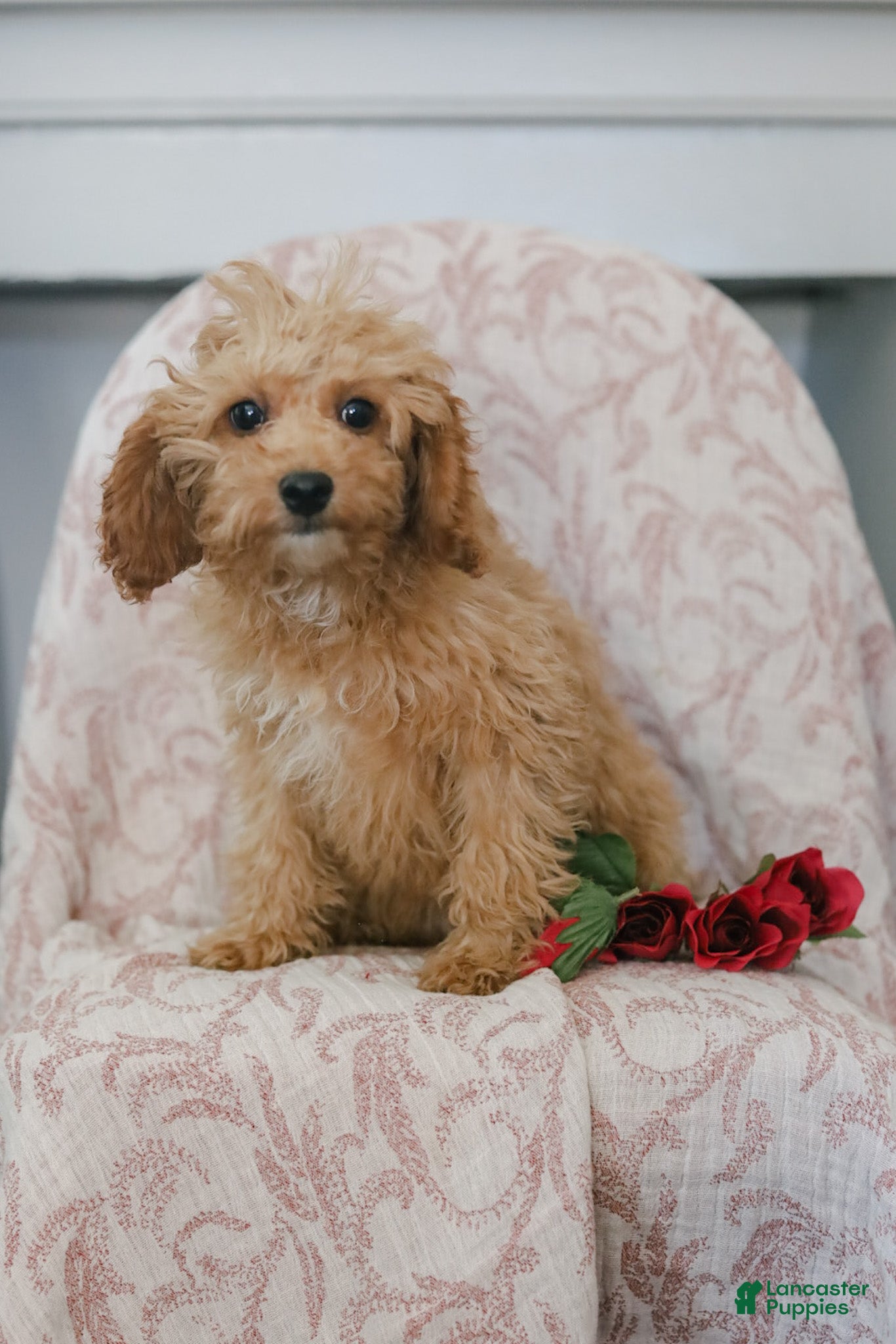 Cavapoo dogs Kandy - Ad 2