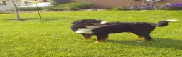 Bernese Mountain Dog dogs for sale: Dolly - Ad 6