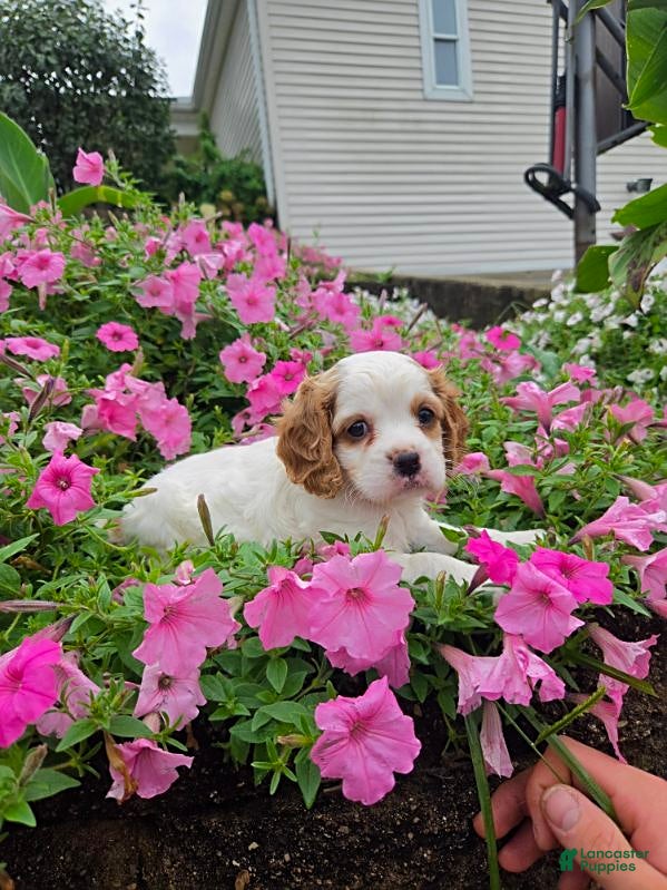 Cockapoo dogs Lexi - Ad 1