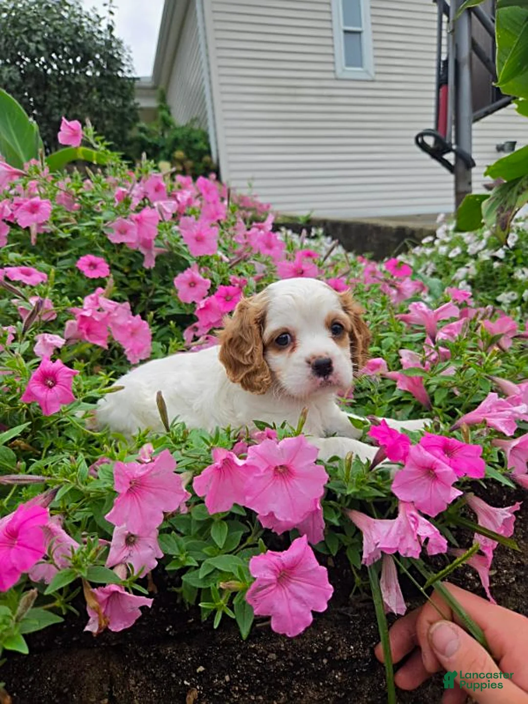 Cockapoo dogs for sale: Lexi - Ad 1