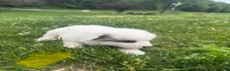 Great Pyrenees dogs for sale: Pink - Ad 16