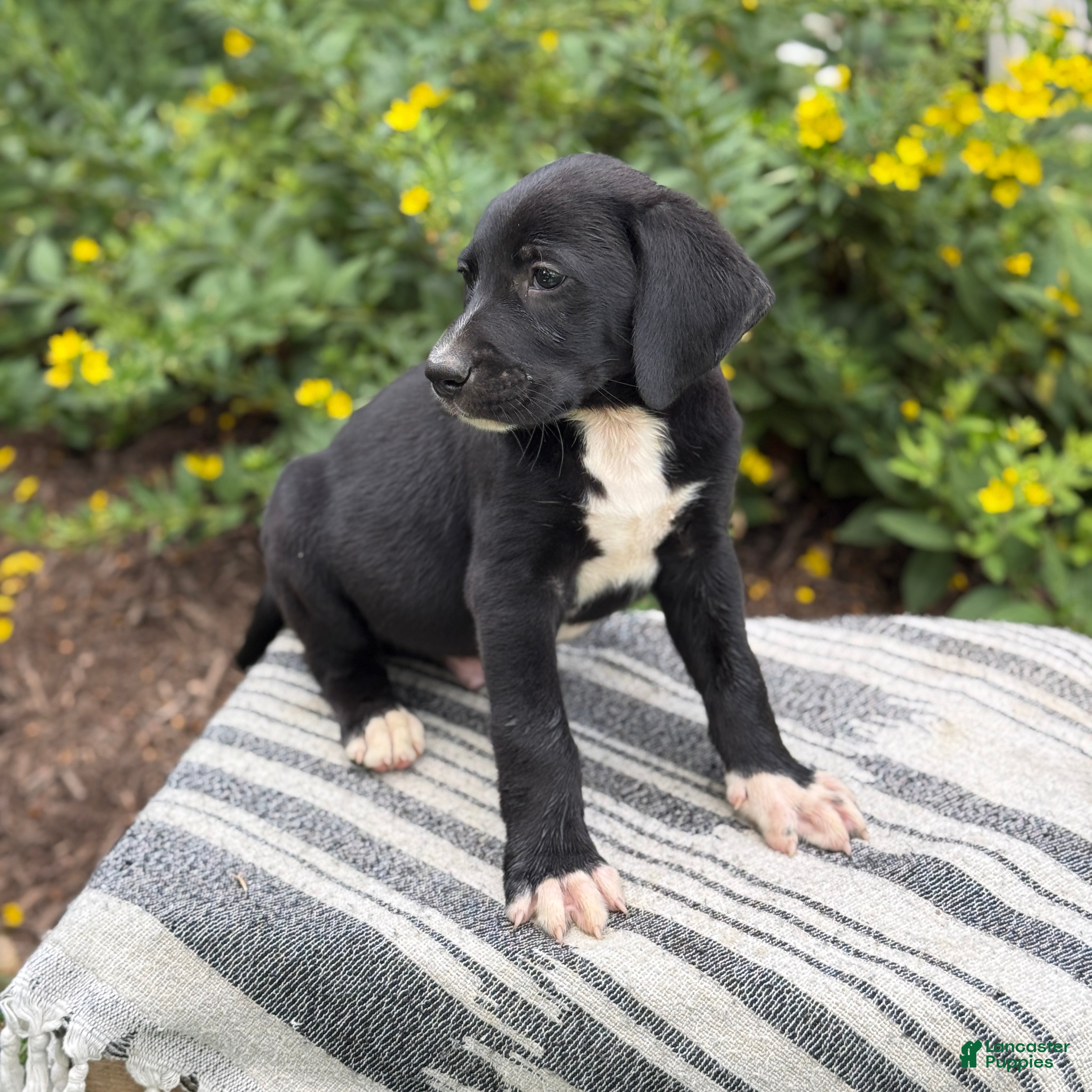 Mixed Breed dogs Griff - Ad 2