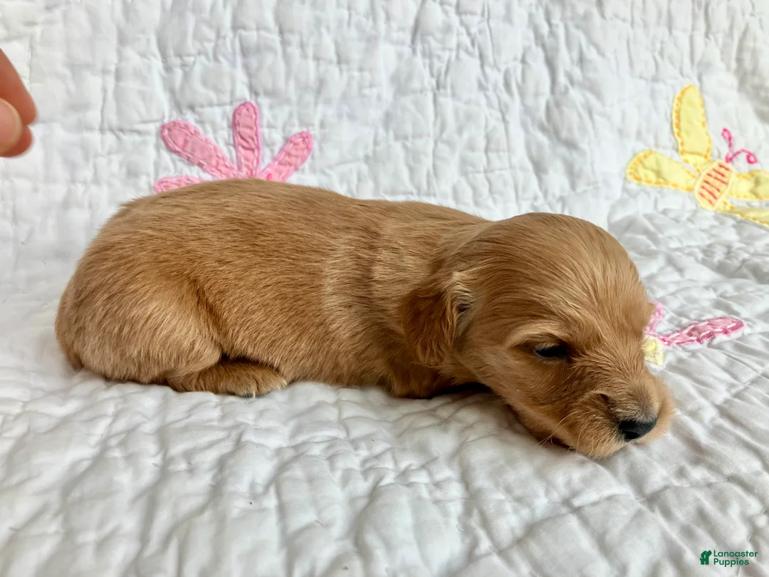 Miniature Dachshund dogs for sale: Cinnamon of Maple Valley Boulevard - Ad 3