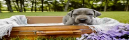 Great Dane dogs for sale: Willington - Ad 3