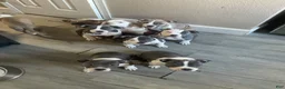 Mixed Breed dogs for sale: Staffshire terrier,American bully #2 - Ad 3
