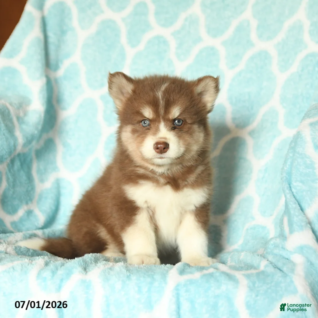 Pomsky dogs for sale: Huckleberry - Ad 2