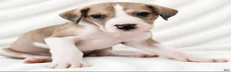 Great Dane dogs for sale: Teno  - Ad 2