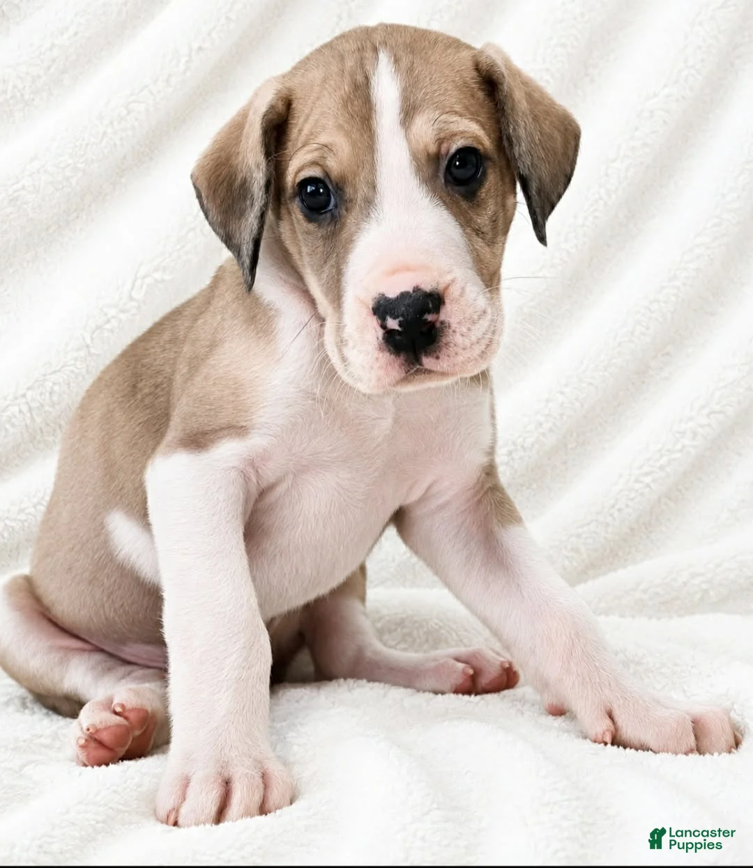 Great Dane dogs for sale: Teno  - Ad 2