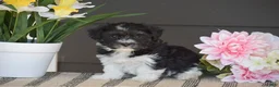 Havanese dogs for sale: Kayla - Ad 2