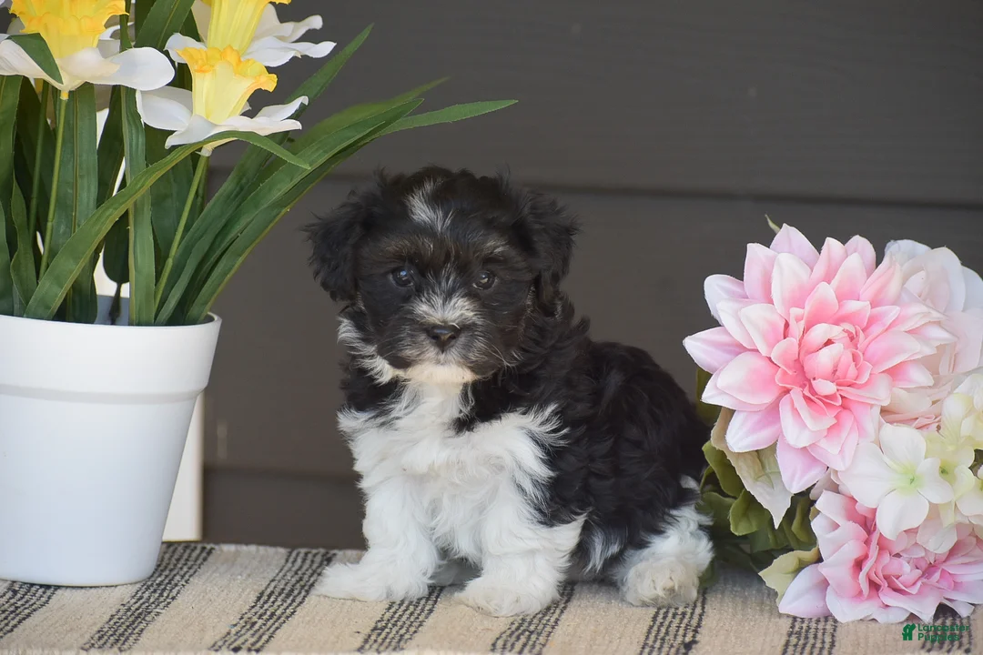Havanese dogs for sale: Kayla - Ad 2