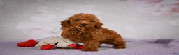 Miniature Poodle dogs for sale: Jake - Ad 9