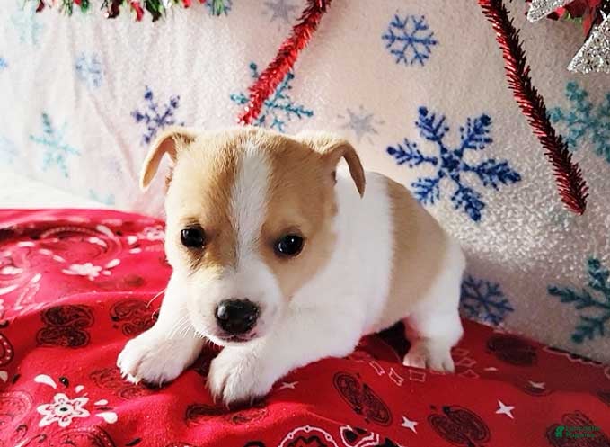 Jack Russell Terrier dogs Spot - Ad 16