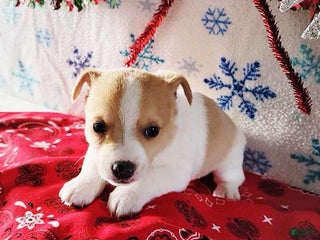 Jack Russell Terrier dogs Spot - Ad 16