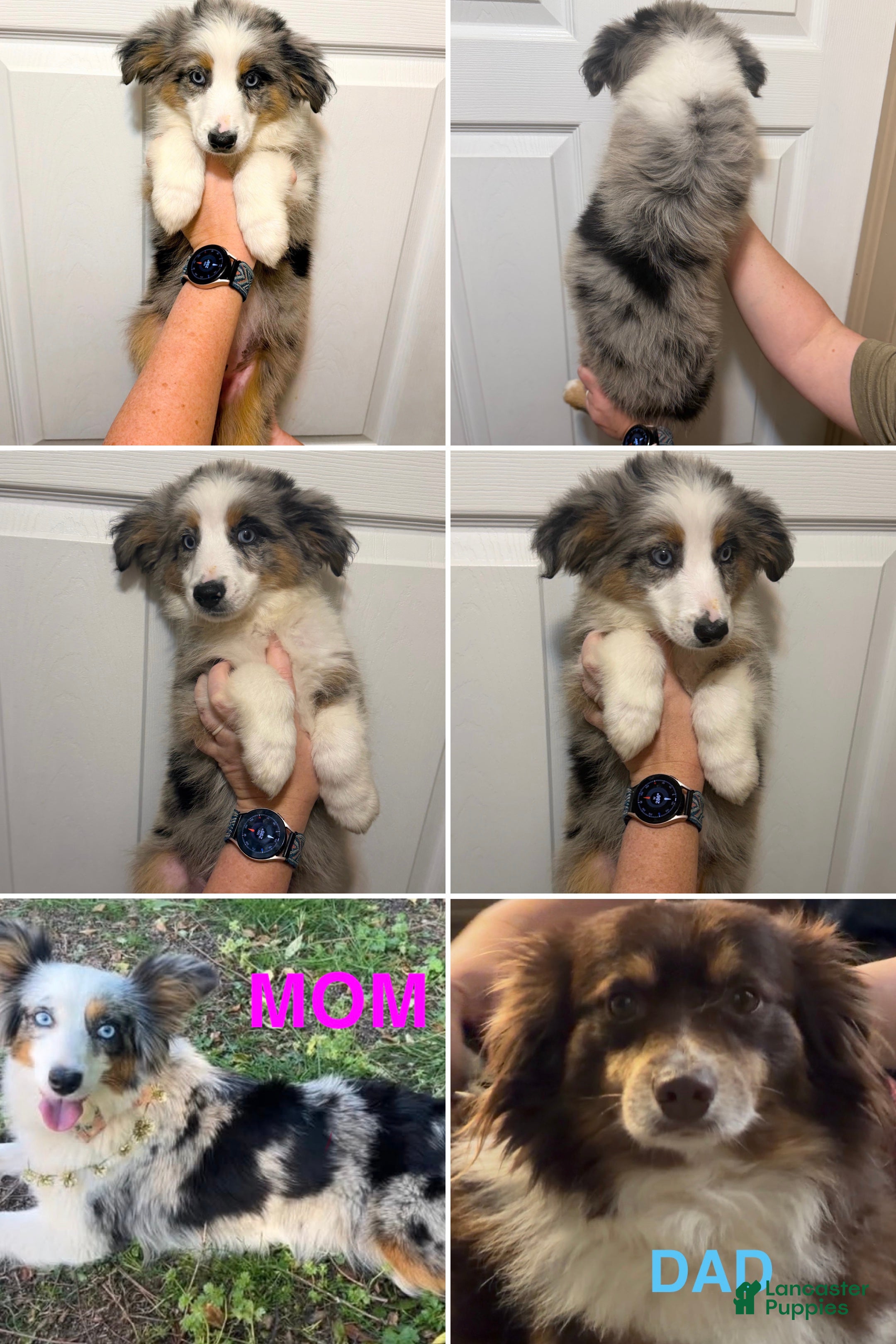 Miniature Australian Shepherd dogs Orange  - Ad 15