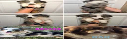 Miniature Australian Shepherd dogs for sale: Orange  - Ad 2