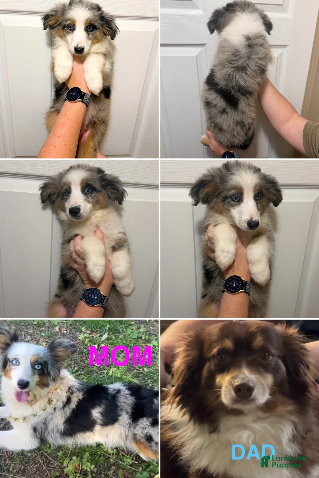 Miniature Australian Shepherd dogs for sale: Orange  - Ad 2