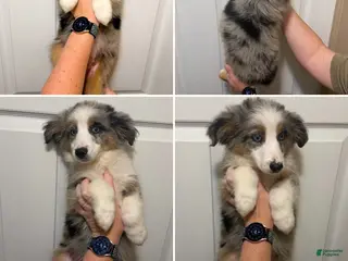 Miniature Australian Shepherd dogs Orange - Ad 15