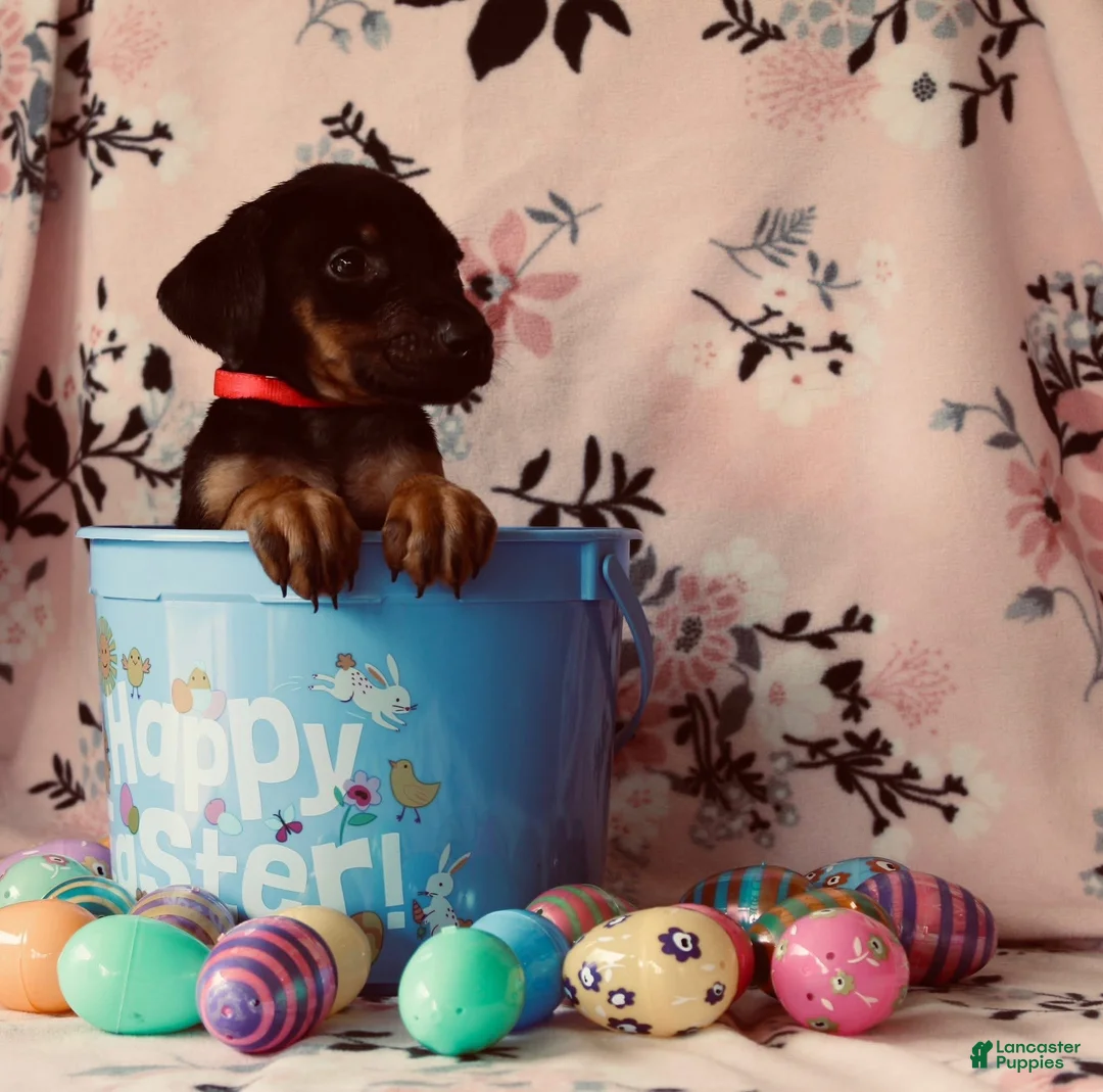 Doberman Pinscher dogs for sale: Rana - Ad 1