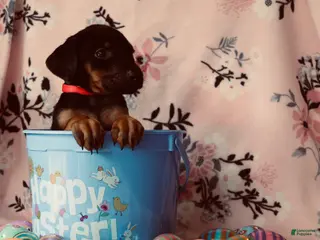 Doberman Pinscher dogs Rana - Ad 34