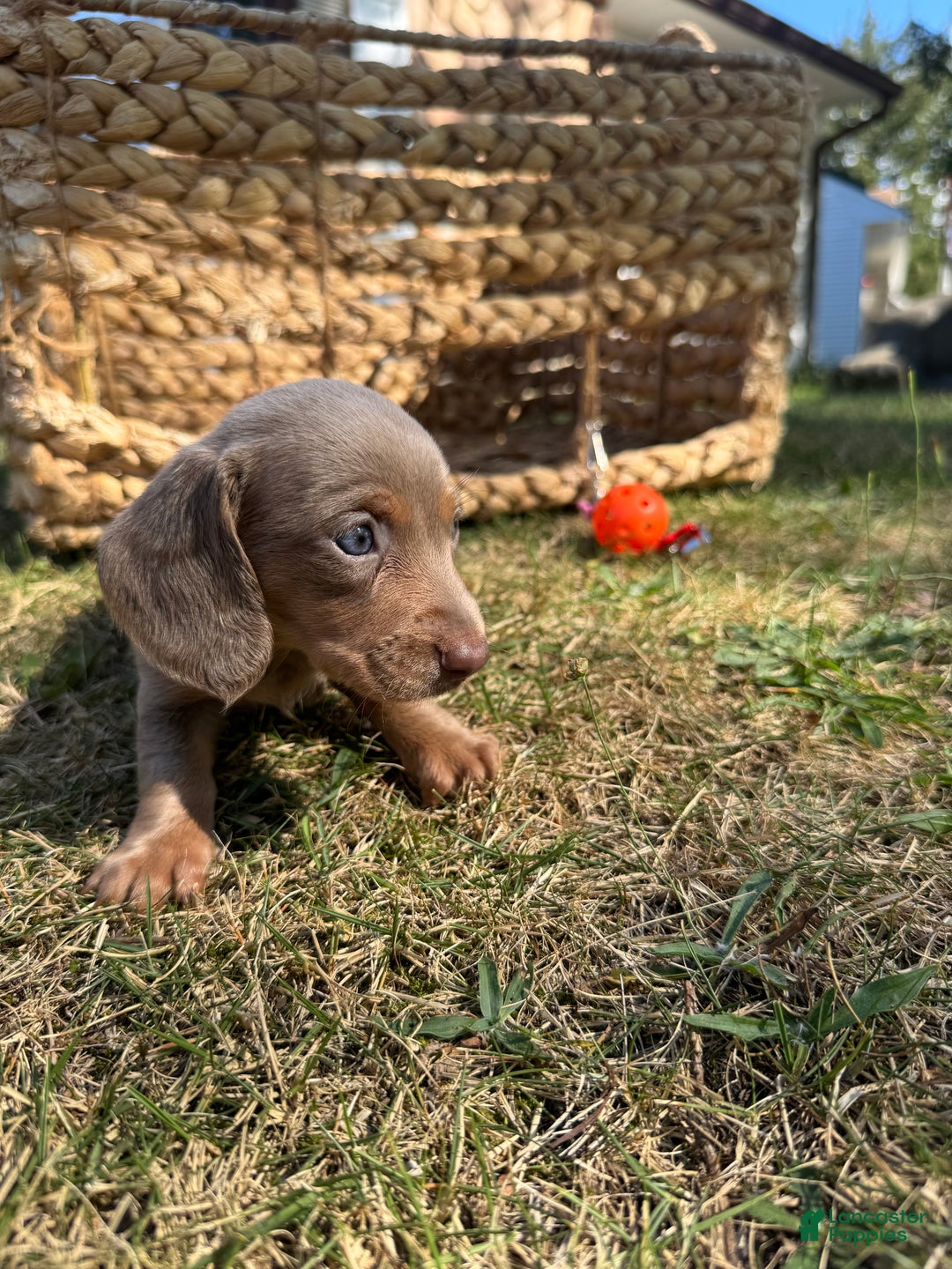 Miniature Dachshund dogs for sale: Belle - Ad 2