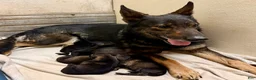 German Shepherd dogs for sale: Kruz - Ad 2