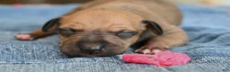 Italian Greyhound dogs for sale: Stormy - Ad 2
