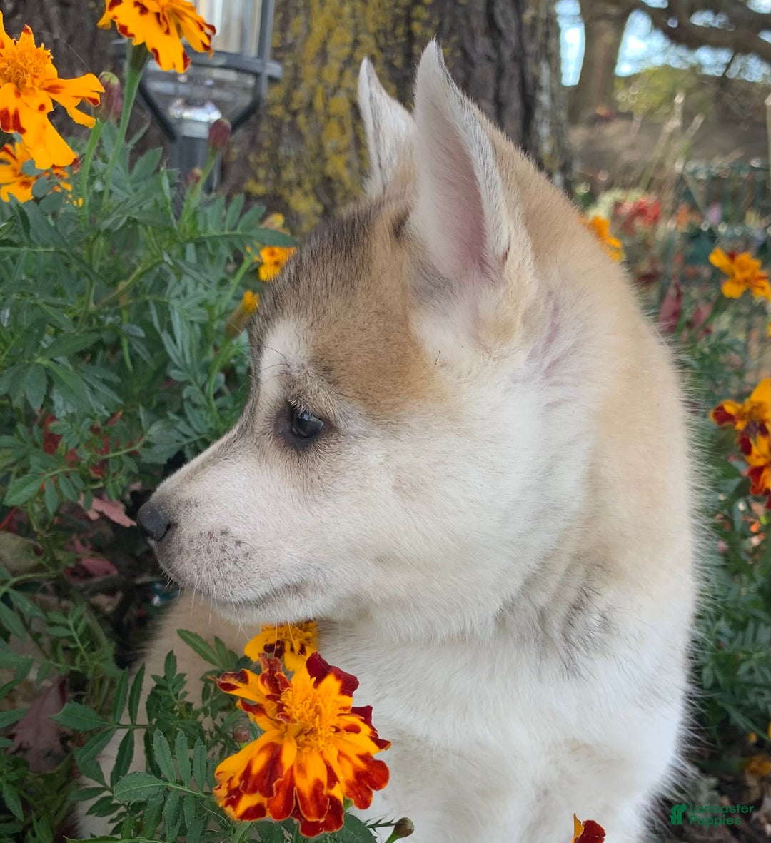 Alaskan Klee Kai dogs for sale: Happy Timber~! - Ad 8