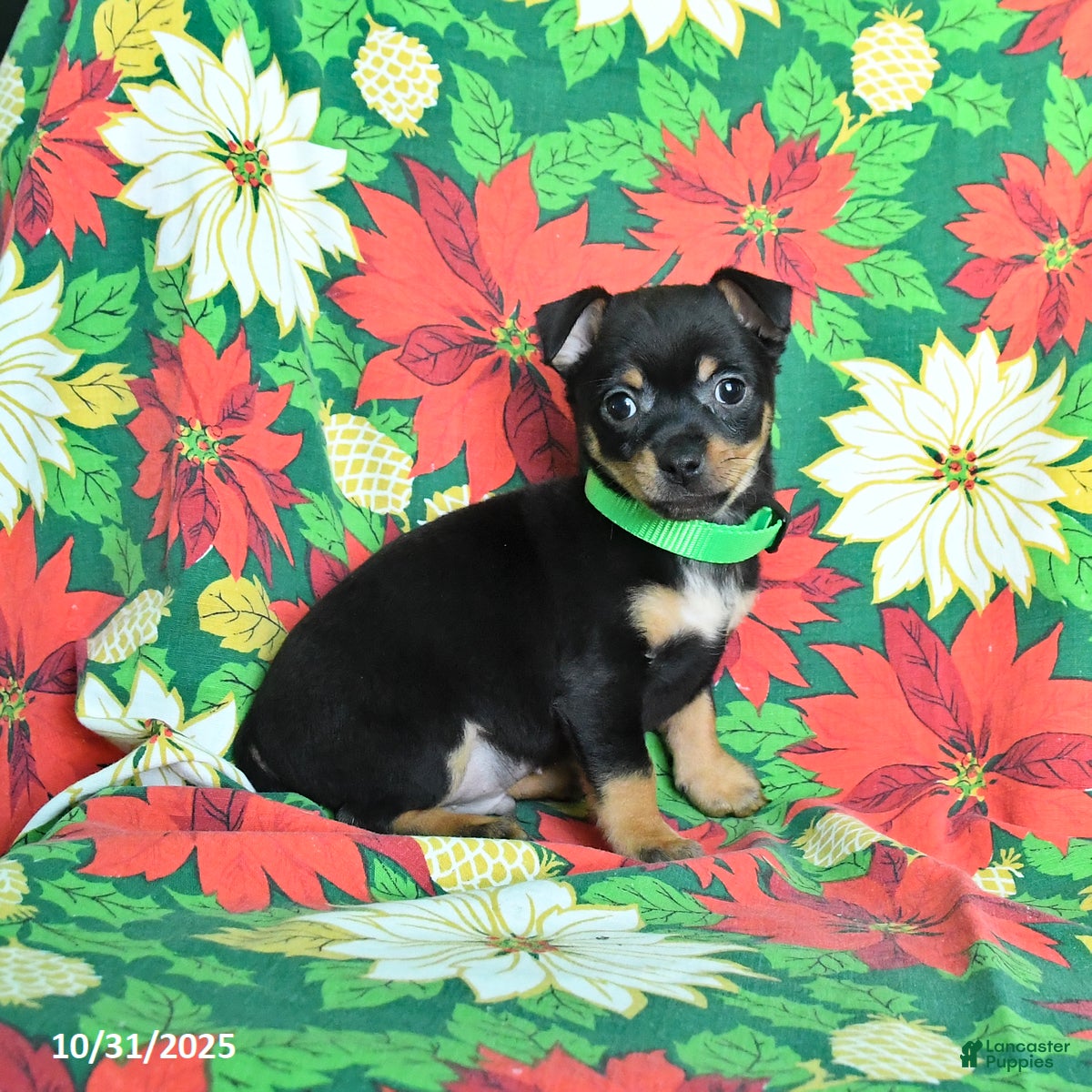 Chihuahua Puppies for sale in Wantage, New Jersey Lancaster Puppies