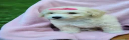 Bichpoo dogs for sale: Eliza - Ad 5