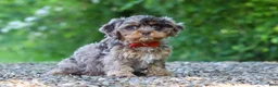 Cavapoo dogs for sale: Skipper - Ad 4
