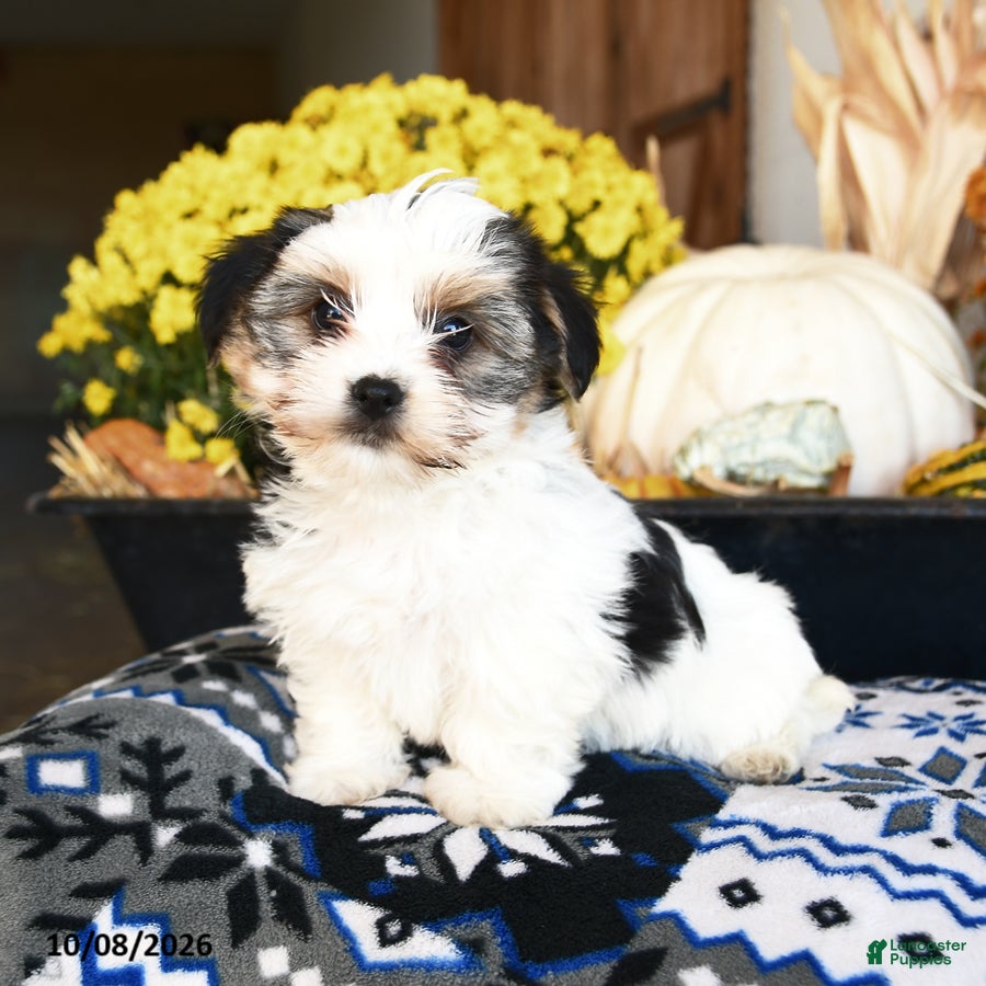 Pickles (Shorkie, Male) in Ronks, PA