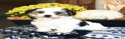 Shorkie dogs for sale: Pickles - Ad 1