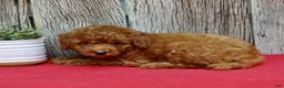Miniature Poodle dogs for sale: Bentley - Ad 6